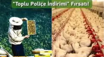 Arı yetiştiricileri ve kanatlı hayvan üreticilerine 'toplu poliçe indirimi' fırsatı