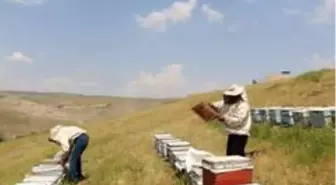 Kilosu 5 bin lirayı bulunca arıcılar propolis üretimine yöneldi