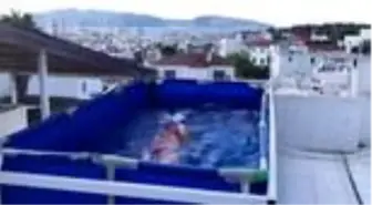 3 metrelik havuzda kilometrelerce yüzüyor