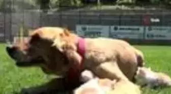 Kedi yavrularına annelik yapıyor