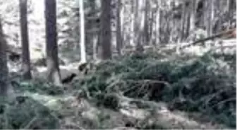 Yaban hayatına ev sahipliği yapan 'sarıçam ormanları' gençleştiriliyor