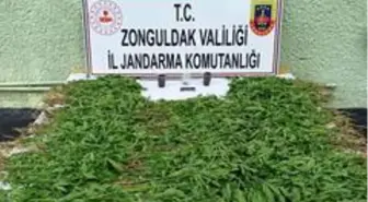 Jandarmadan uyuşturucu operasyonu