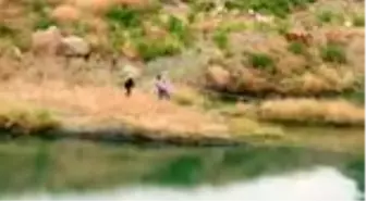 MANİSA Gölete düşen hamile inek, 7 saat sonra kurtarıldı