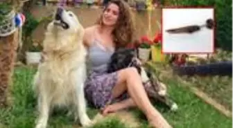 Oyuncu Gamze Topuz, köpeklerine çivili kemik atıldığını görünce şikayetçi oldu