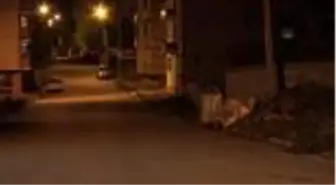 Acıkan boz ayı mahalleye inerek yiyecek aradı