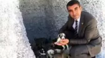Çiftlik Belediye Başkanı Serkan Güzel, kullanılmayan araziye 65 oyuk açtırarak 'Köpek Köyü' kurdu
