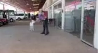 Çöplükte ölüme terk edilen sıpa biberonla besleniyor