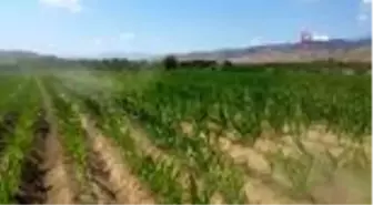 Ödemiş'te mısır üretimi artıyor