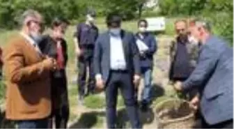 Rize'nin İkizdere ilçesinde dağ kekiği hasadına başlandı