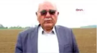 SAMSUN'DA KENEVİR ÜRETİM ALANLARI GENİŞLİYOR