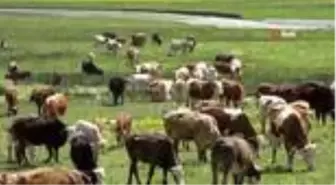 Terörün kökü kazındı, yaylalar şenlendi