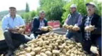 'Beyaz altın' yerine patates ekimiyle kazançları arttı