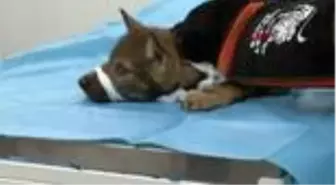 Son dakika haber... KOCAELİ Çoban köpeklerinin yaraladığı yavru kurt, Ormanya'da tedaviye alındı