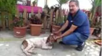 Son dakika! 10 bin lira kredi çekip yaralı köpeği tedavi ettirdi