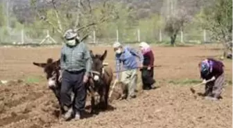 Konya'da eşeklerle tarım günümüzde de revaçta