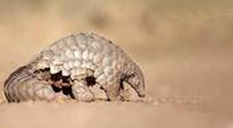 Çin, koronavirüsün kaynağı olarak gösterilen pangolinleri geleneksel ilaç listesinden çıkardı