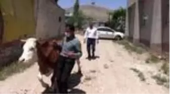 Geçim sıkıntısı eken aileye inek hediyesi