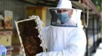 Propolis üretimi artacak