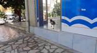 Bu karga başka…Balıkçının kediden kurtardığı kargayla 8 yıllık dostluğu görenleri şaşırtıyor