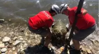 Nesli tükenmekte olan deniz canlısı sahilde yaralı halde bulundu