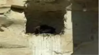 Koruma altındaki kelaynaklardan sevindirici haber