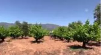 Meyvesi kadar yaprağı da gelir kapısı