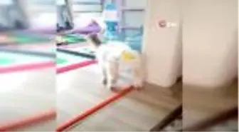 Vatandaşlar evlerinde keçi besleyip altını çocuk beziyle bağlıyor