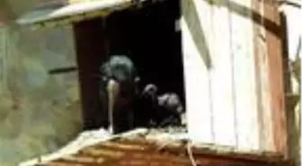 Yavru kelaynaklar, yumurtadan çıkmaya başladı