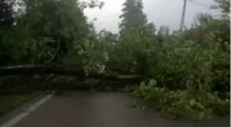 Yola devrilen ağaç köye giriş ve çıkışı kapattı