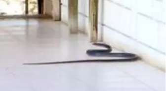 Antalya'da zehirli yılanlar vatandaşı tedirgin ediyor
