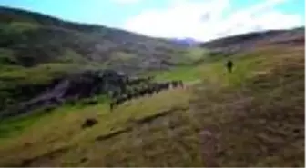 Son dakika... Çoban Hasan'ın yaylada keçileriyle mutlu yaşamı