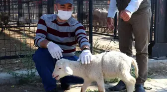 Kula'da Hayvan Pazarı, tedbirlerle yeniden açıldı