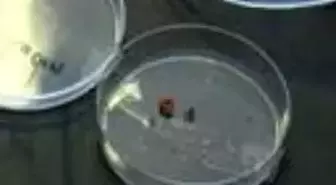 İstanbul'da kene uyarısı; kırım kongo yok ancak lyme'a dikkat