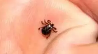 Keneden bulaşan Lyme hastalığı için İstanbullulara uyarı geldi