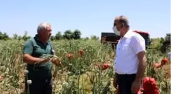 Mudanya Belediyesi çiftçiden aldığını ihtiyaç sahibine dağıtacak