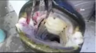 Son dakika haberleri: Görenler şok oldu...Dev yayın balığı 10 kişi tarafından çekildi