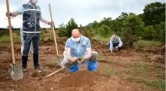 Kütahya'da gelir getirici tür ağaçlandırma çalışmaları