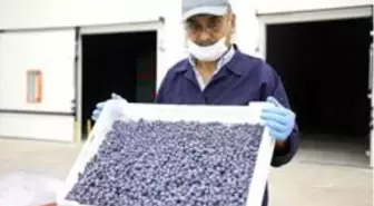 Antalya'dan Hong Kong'a yaban mersini ihracatı başladı