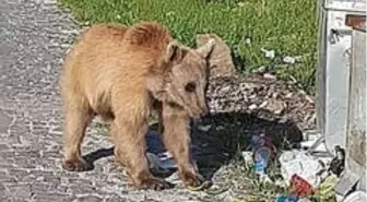 Bitlis'in maskotu boz ayılar yeniden görüldü