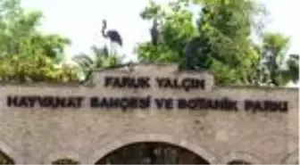 Hayvanat bahçesi kelaynakların doğal yaşam alanı oldu