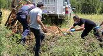 Kiraz yemeye gelen ayının macerası tel örgülerde son buldu