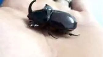 Bir dönem tanesi 90 bin dolara satılan böceği evinde buldu!