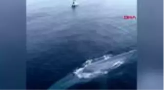 DHA DIŞ -Pasifik Okyanusu'nda görülen mavi balina balıkçıları korkuttu