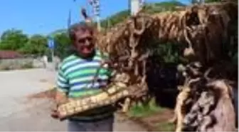 Kurumuş ağaç kökleri usta elinde sanat eserine dönüşüyor