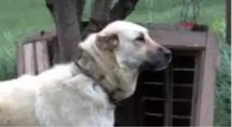 SİVAS Kangal köpeği merkezi projesine gönüllülerden destek