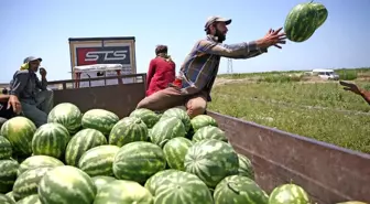 Adana karpuzunun kilogram fiyatı tarlada 1 liraya düştü