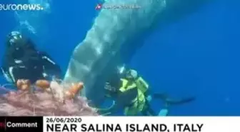 Balık ağına takılan 10 metre uzunluğundaki erkek ispermeçet balinası kurtarıldı