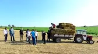 Belediyenin tarlalarından üreticilere yem bitkisi