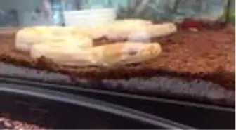 ANTALYA Albino piton yavrusu