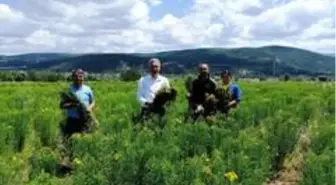 Gümüşhane'de otun şahı olan sarı kantaronda hasat başladı